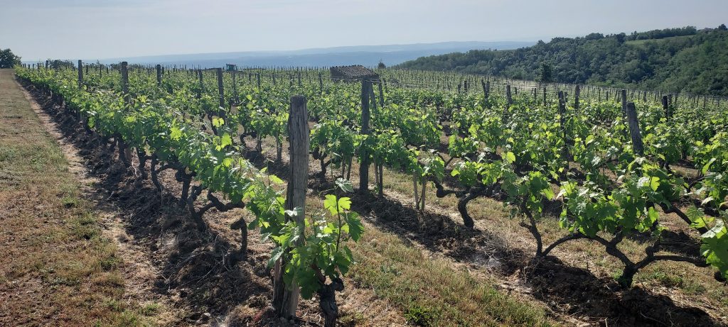 Les vignobles de Chavanay