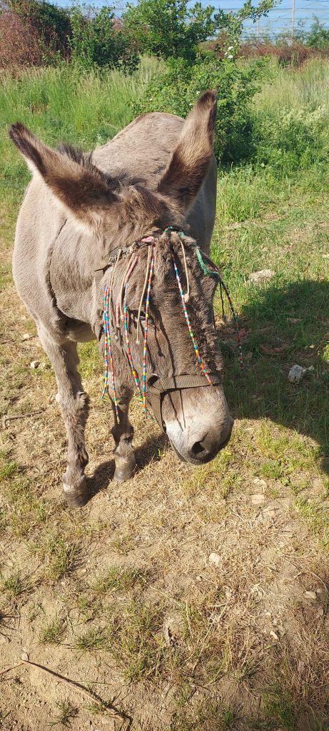 Anne hippie, ou anti mouches